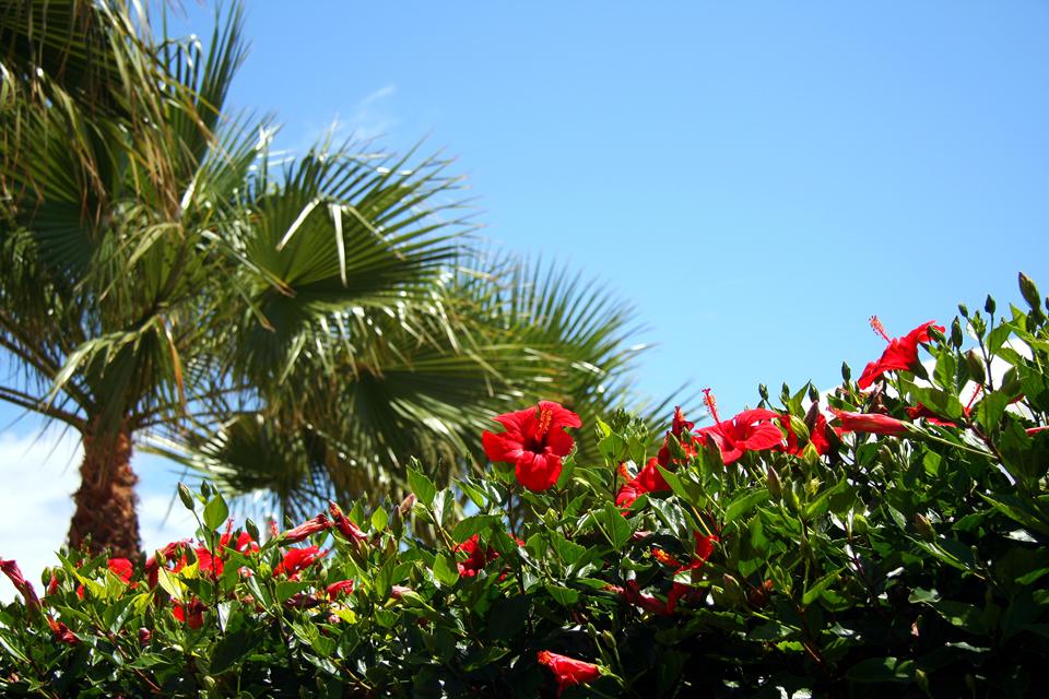 Costa Teguise Foto: 2 av 9