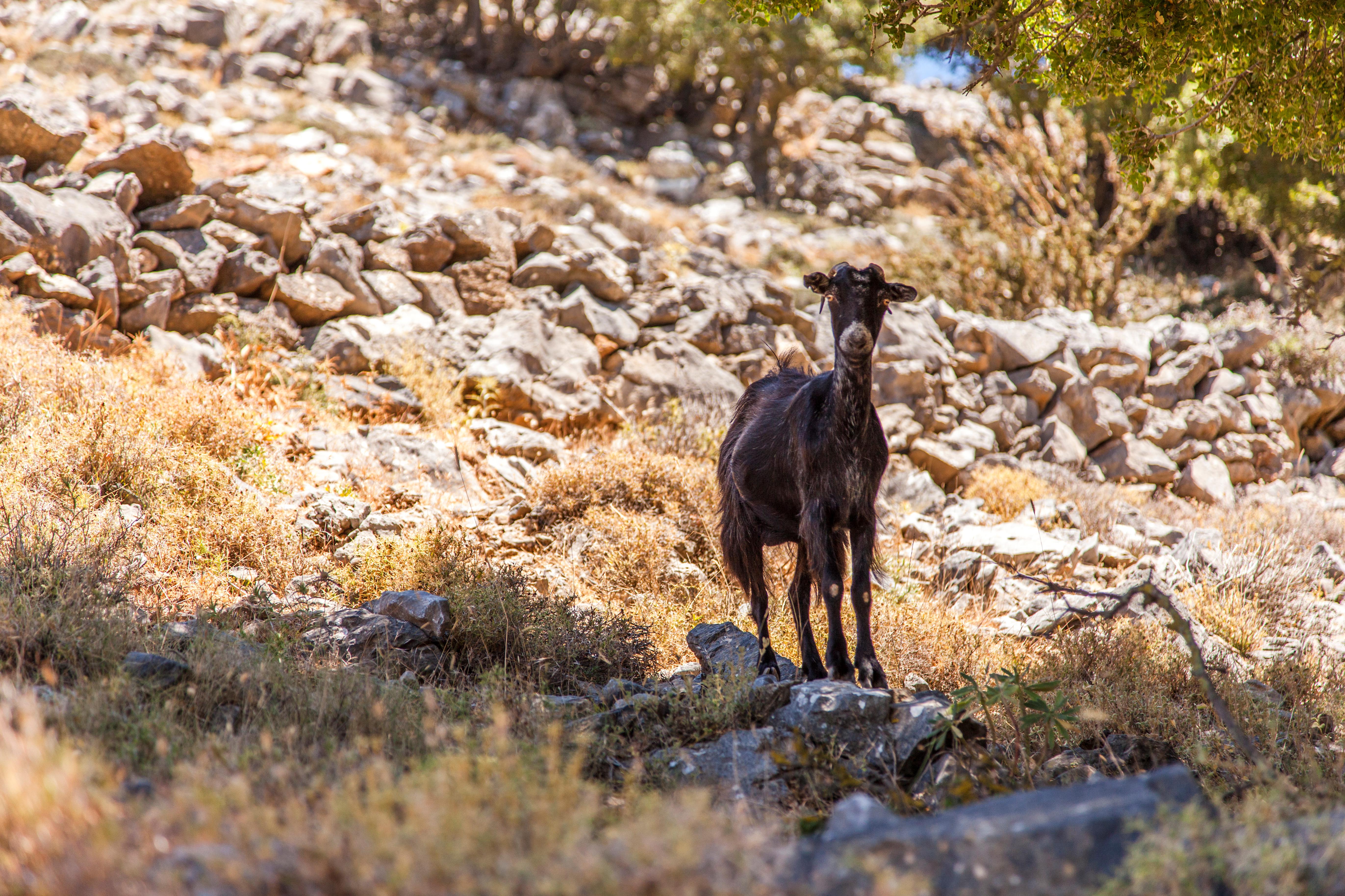 Ierapetra – Koutsounari Foto: 3 av 4