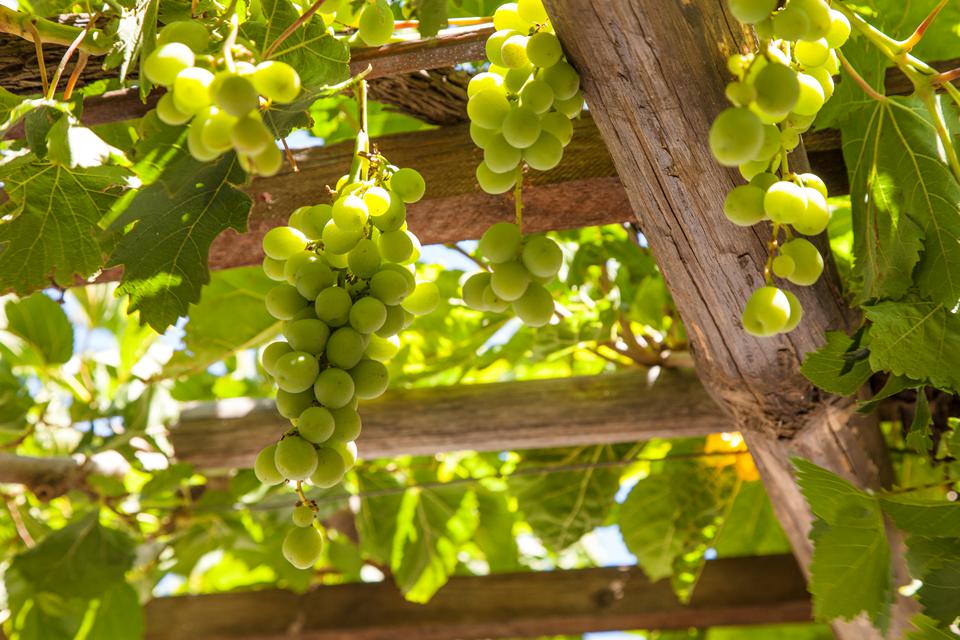 Ierapetra – Koutsounari Foto: 1 av 4