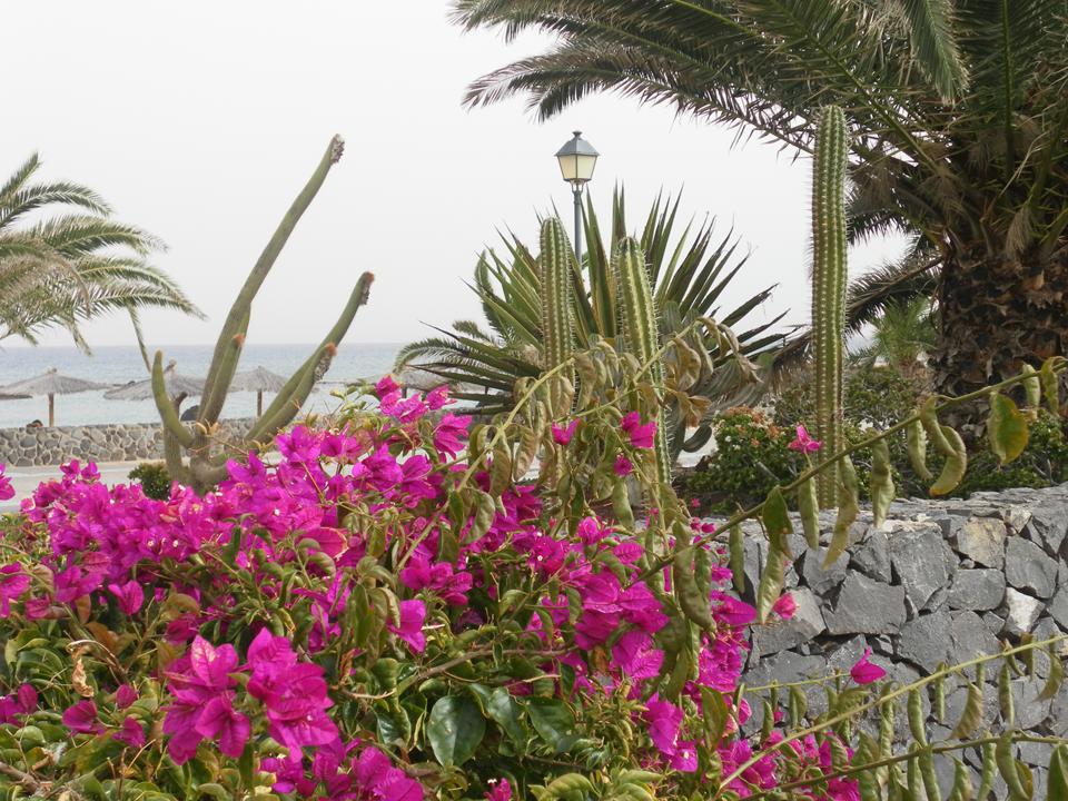 Caleta de Fuste Foto: 4 av 13