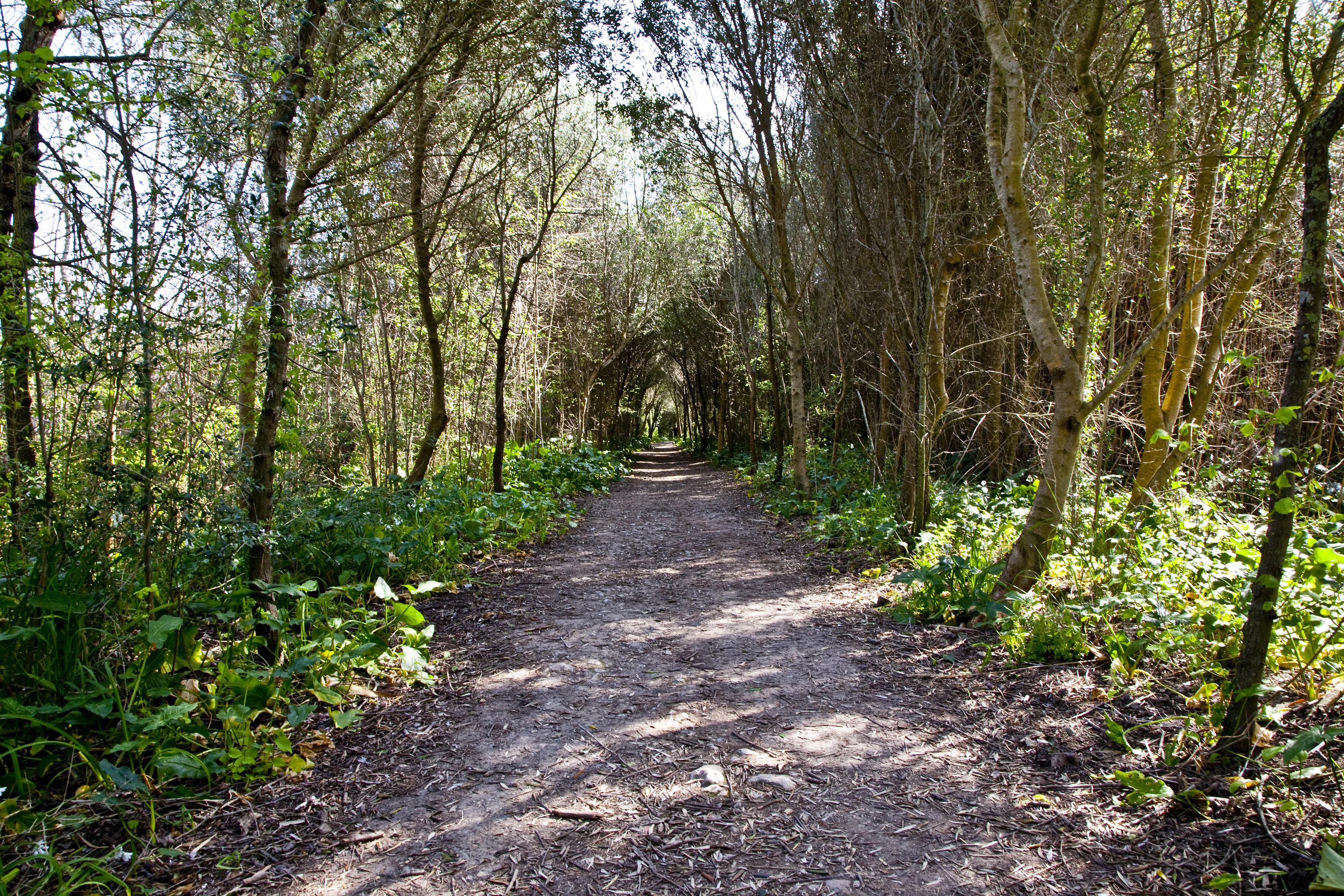 Alcudia Foto: 10 av 11