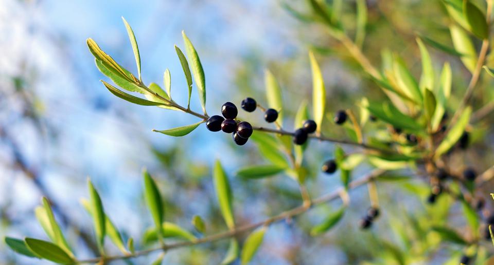 Moraitika Foto: 6 av 6