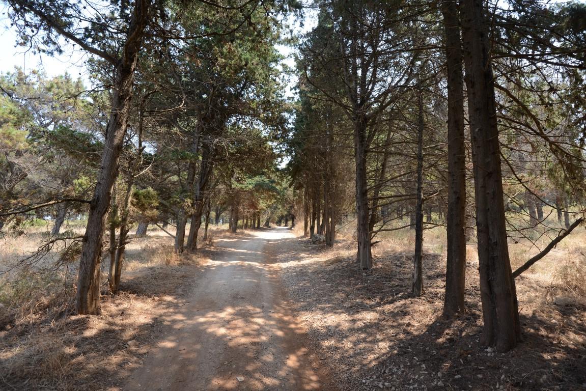 Agios Spyridon Foto: 6 av 6