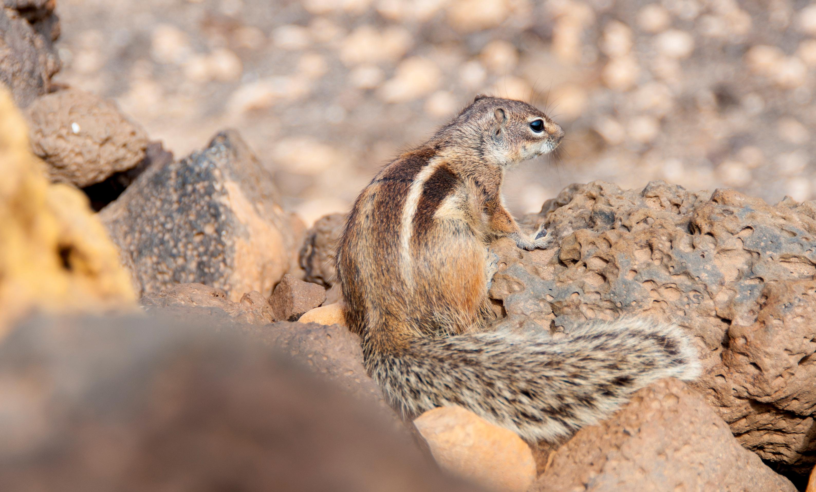 Fuerteventura Foto: 12 av 25