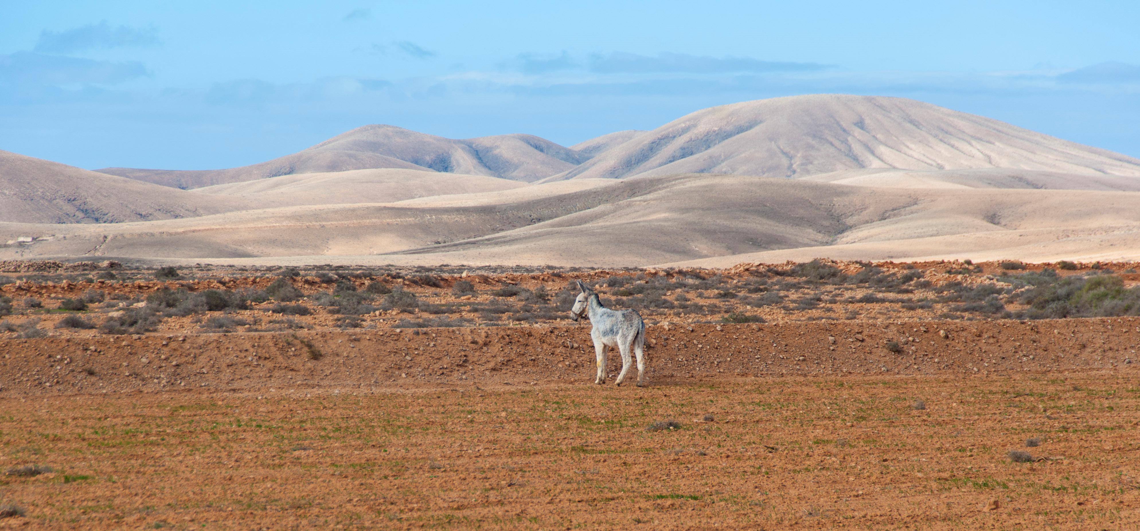 Fuerteventura Foto: 13 av 25