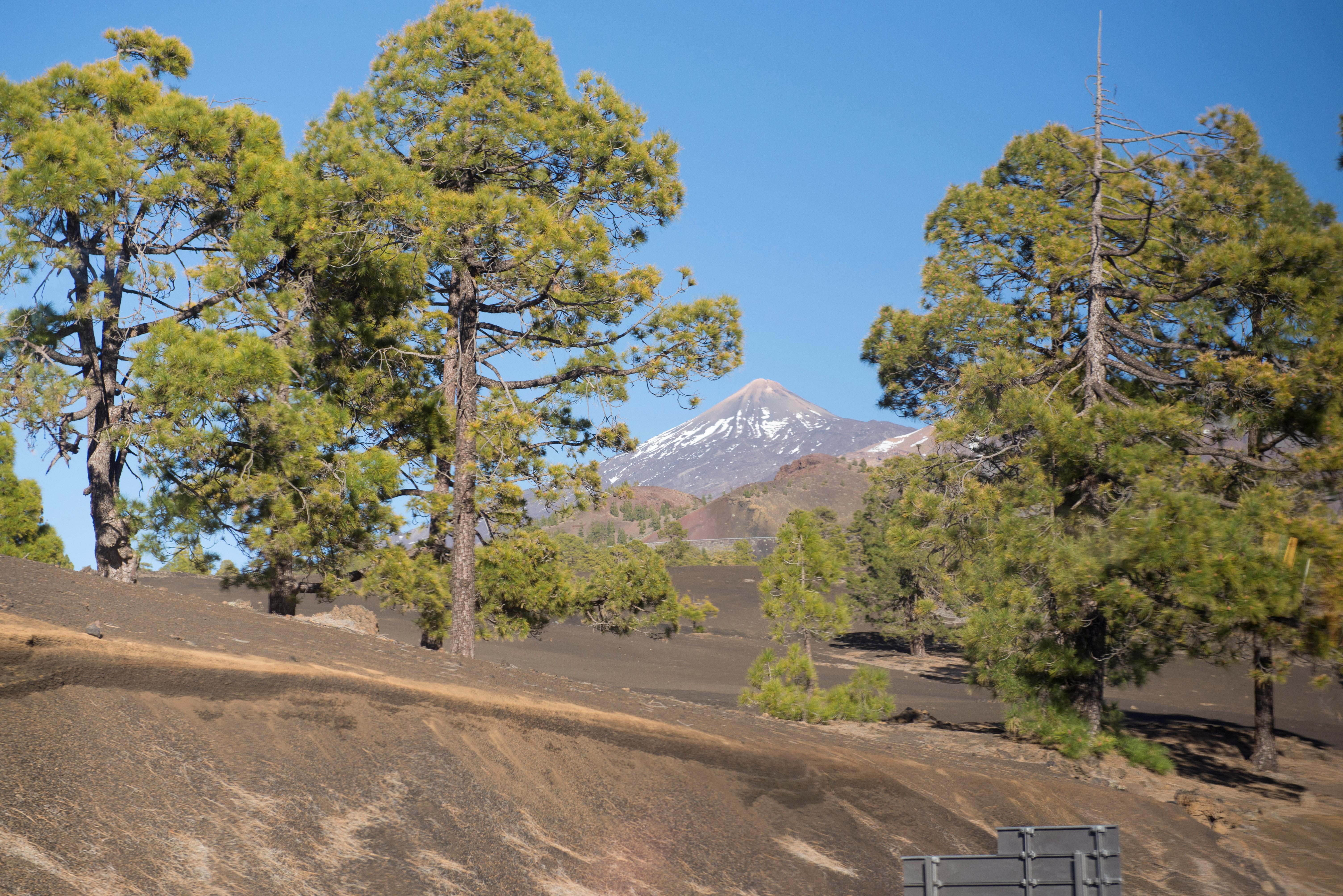 Teneriffa Foto: 31 av 35