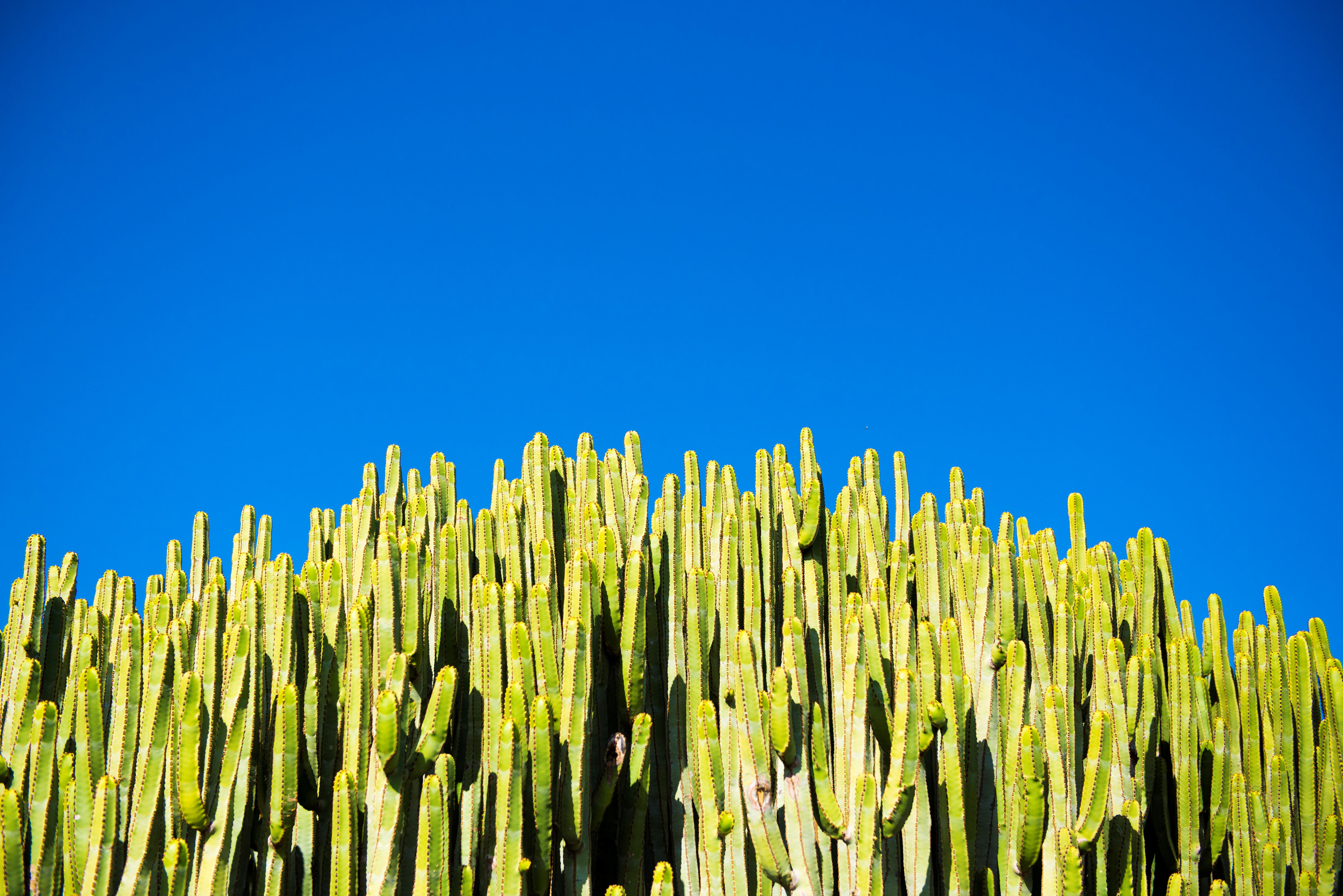 Teneriffa Foto: 29 av 35