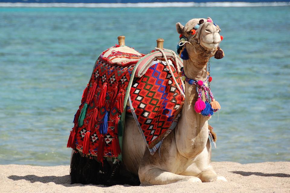Marsa Alam Foto: 2 av 7