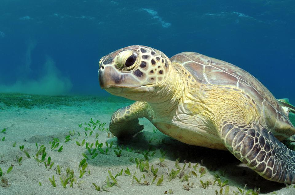 Marsa Alam Foto: 6 av 7