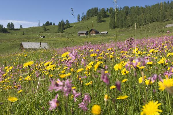 Foto från Gosau