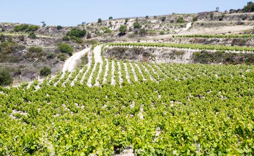 Cypern Foto: 10 av 16