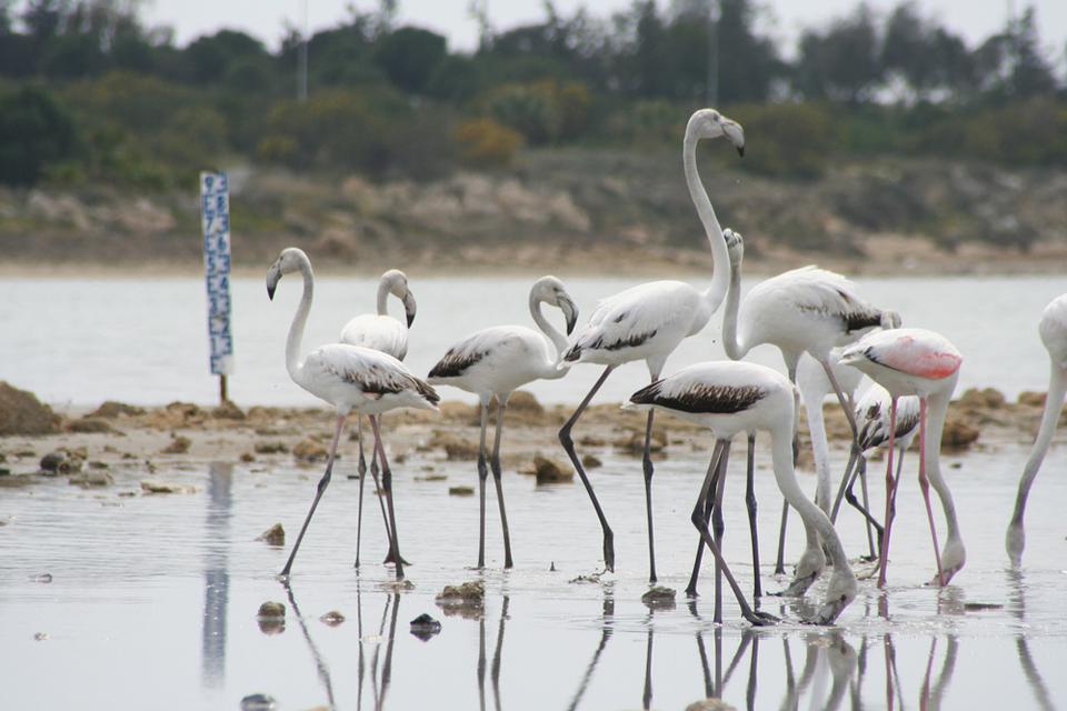 Larnaca Foto: 7 av 7