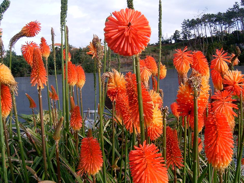 Calheta Foto: 1 av 4