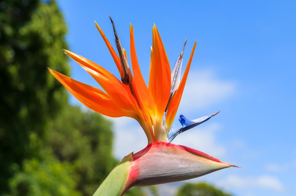 Fly & Drive Madeira Foto: 8 av 11