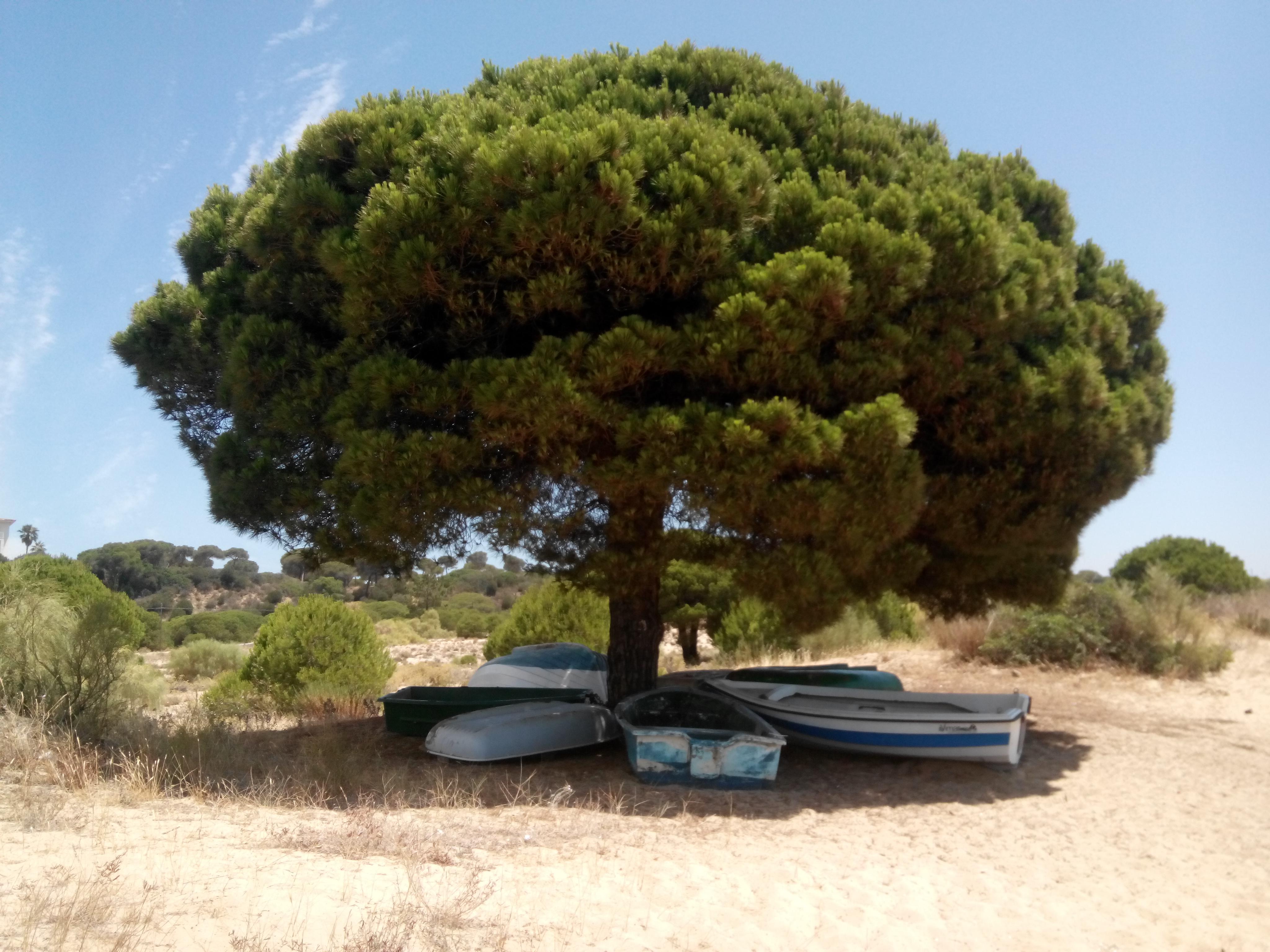 Andalusië - Costa de la Luz Foto: 10 av 11