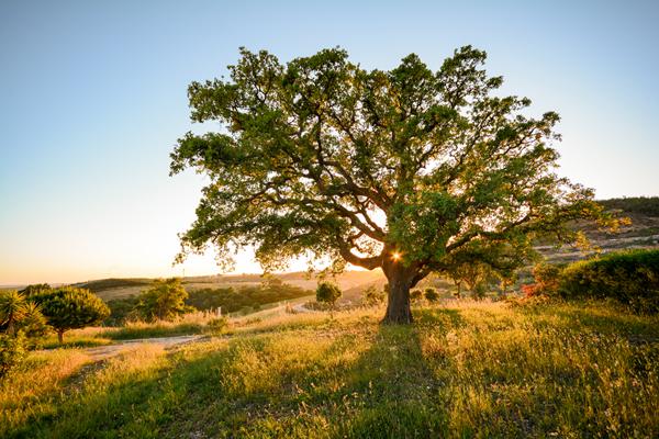 Foto från Alentejo