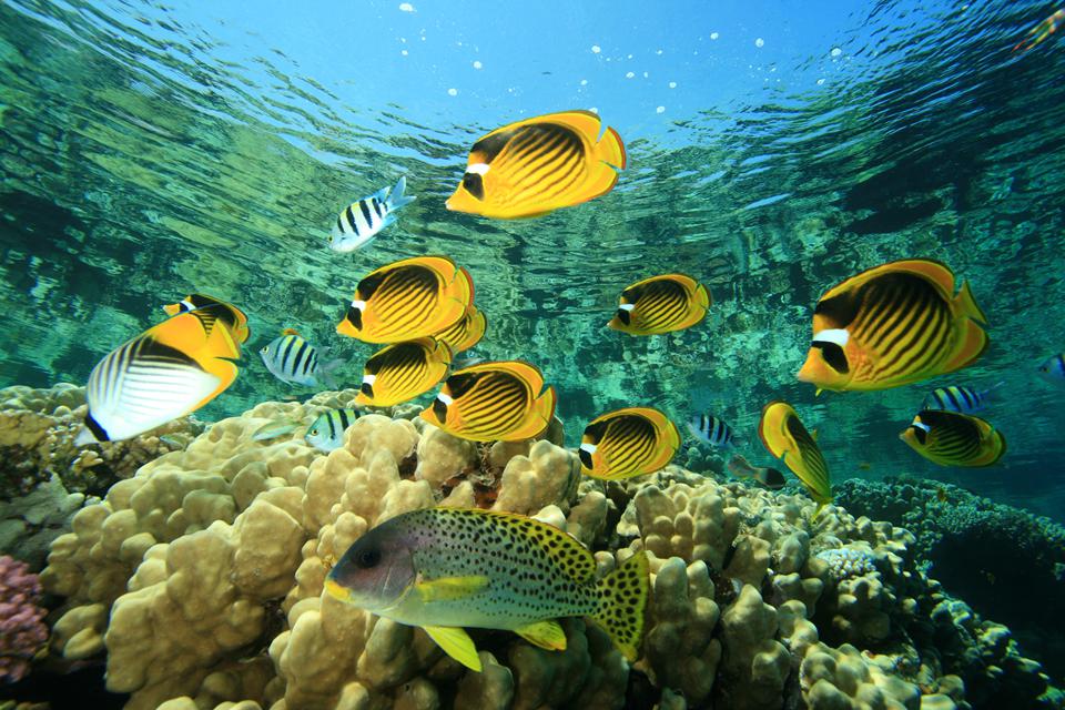 Makadi Bay Foto: 3 av 3