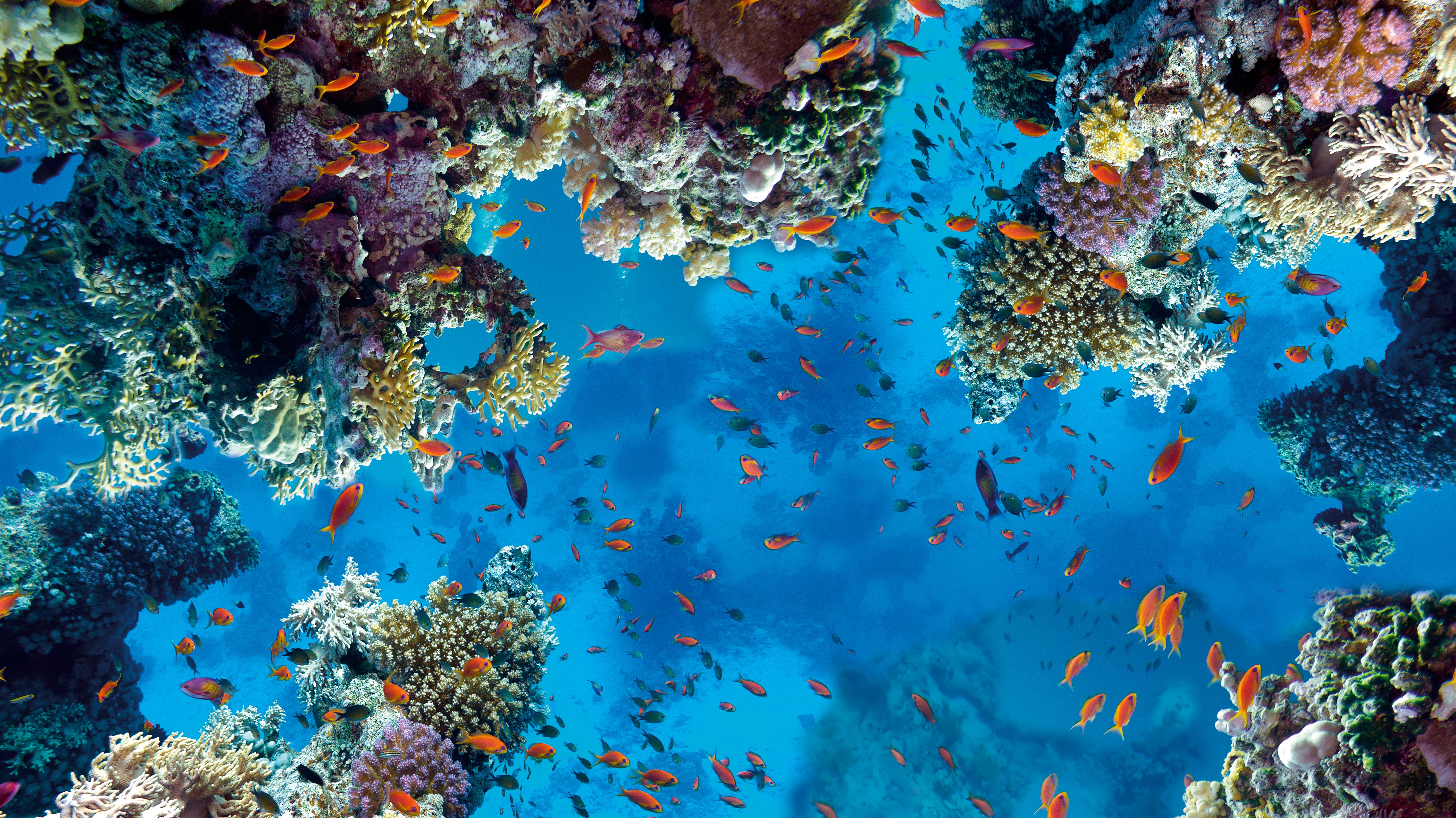 Sahl Hasheesh Foto: 3 av 3