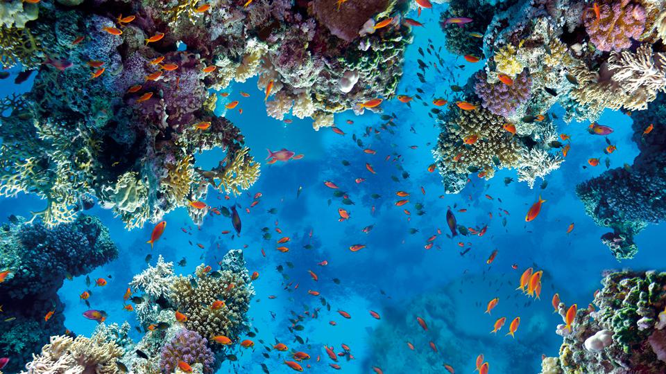 Sahl Hasheesh Foto: 3 av 3