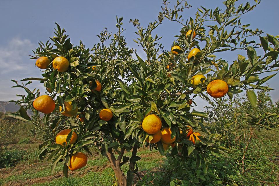 Gümüldür Foto: 2 av 4