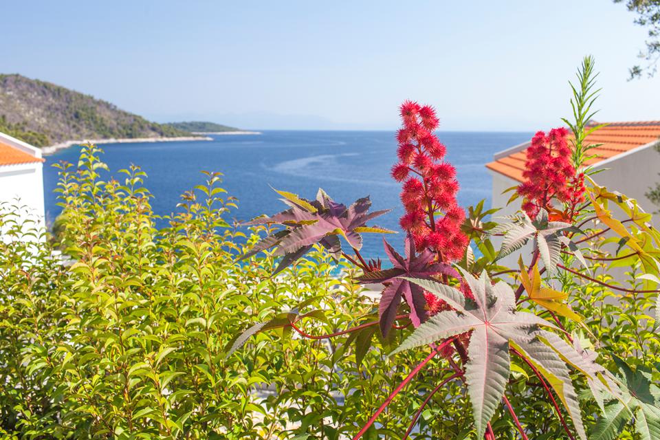 Skopelos Foto: 5 av 5